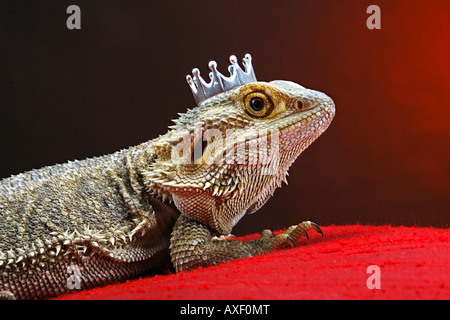 Central Bearded Dragon with crown Stock Photo