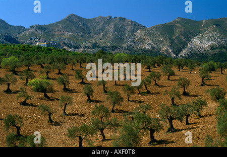 Olive Tree Groves and Mountains, near Alozaina, east of Ronda, Andalucia, Spain Stock Photo