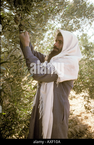 Africa Egypt Bedouin farmers Stock Photo