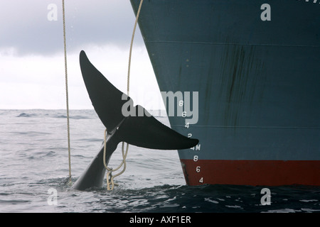 Minke whale harpooned and killed by catcher ship of the Japanese whaling fleet. Southern Ocean 2006 Stock Photo