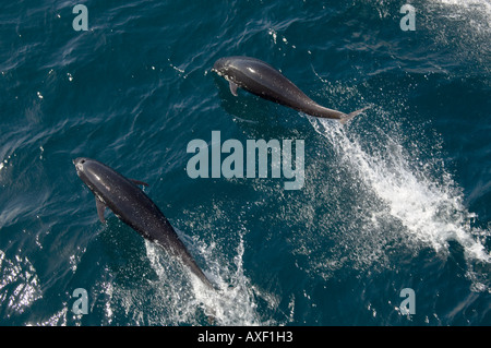 Pacific right whale dolphin, northern right-whale dolphin (Lissodelphis