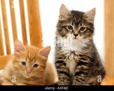 Eight Week Old Kittens Ginger and Tabby Stock Photo