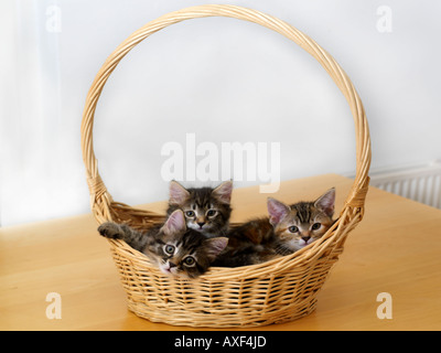 Two Eight Week Old Kittens in Basket Stock Photo