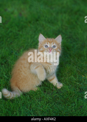 Eight Week Old Ginger Kitten on Grass Stock Photo