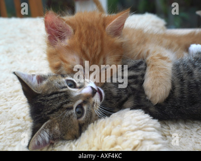 Eight Week Old Ginger Kitten Cleaning Tabby Kittens Ear Stock Photo