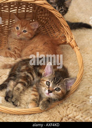 Three Eight Week Old Ginger Kittens Playing with a Basket Stock Photo