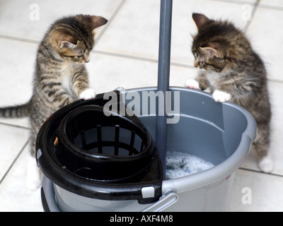 Two Eight Week Old Kittens and Bucket and Mop Stock Photo