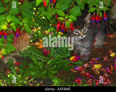 Eight Week Old Kittens Playing in the Garden under Fuscia Bush Stock Photo