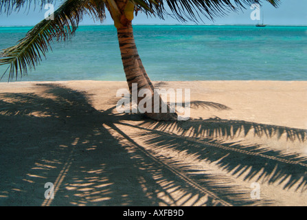 A palm tree on a sandy tropical beach with turquoise waters and a sailboat Stock Photo