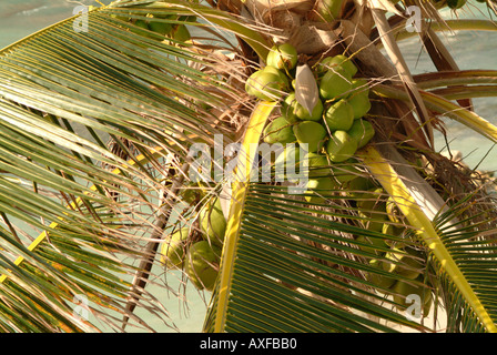 A palm tree with coconuts on a sandy tropical beach. Stock Photo