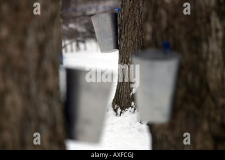 Collection buckets hang on Maple Tree's in a Canadian Sugar Bush as Maple Syrup season begins. Stock Photo