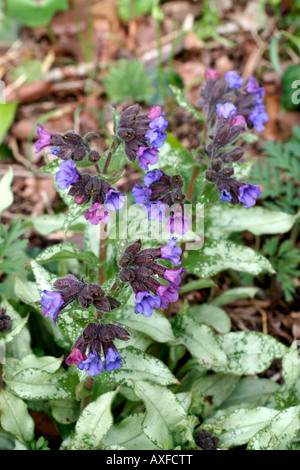 PULMONARIA DIANA CLARE Stock Photo