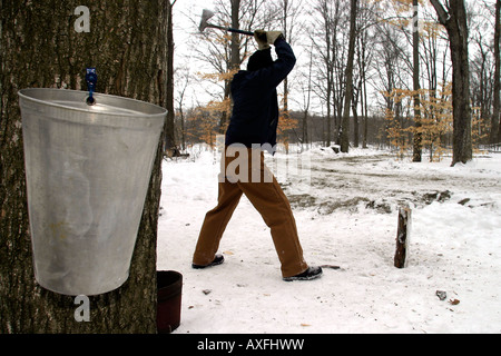 A man chops wood in a maple syrup bush in Ontario Canada. Stock Photo