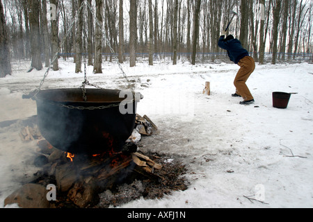 A man chops wood in a maple syrup bush in Ontario Canada. Stock Photo