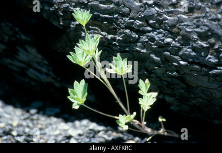 Arizona - USA Young shoot growing back after a fire Stock Photo