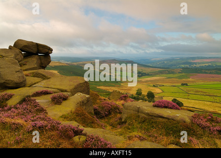 Wind blown  grass and heather in early morning light Stannage edge Stanage edge Derbyshire Peak District England UK GB EU Europe Stock Photo