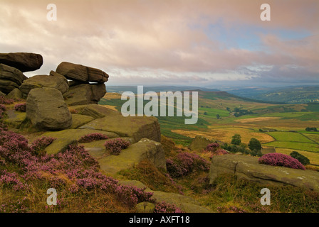 Wind blown  grass and heather in early morning light Stannage edge Stanage Derbyshire Peak District England UK GB EU Europe Stock Photo