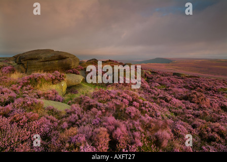 Wind blown  grass and heather in early morning light Stannage edge Stanage edge Derbyshire Peak District England UK GB EU Europe Stock Photo