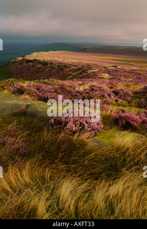 Wind blown  grass and heather in early morning light Stannage edge Stanage edge Derbyshire Peak District England UK GB EU Europe Stock Photo