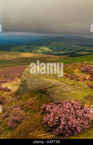 Wind blown blurred heather in early morning light Stannage edge Stanage edge Derbyshire Peak District England UK GB EU Europe Stock Photo