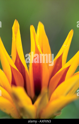 Gazania Asteraceae Compositae Treasure Flower half open Stock Photo