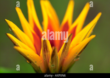 Gazania Asteraceae Compositae Treasure Flower half open Stock Photo