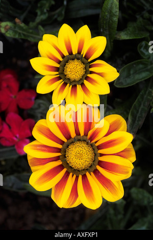 Gazania Asteraceae Compositae Treasure Flower Stock Photo