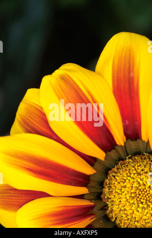 Gazania Asteraceae Compositae Treasure Flower Stock Photo