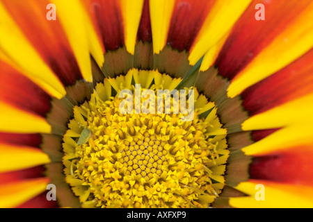 Gazania Asteraceae Compositae Treasure Flower Stock Photo