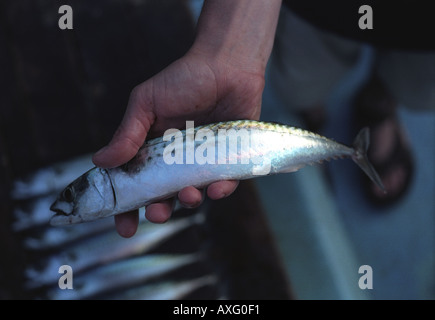 A caught mackerel fish being put into fish boxes onboard a trawler Cornwall UK Stock Photo