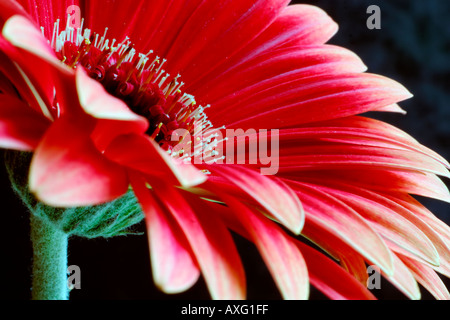 Red Daisy Gerbera set against a dark background Stock Photo