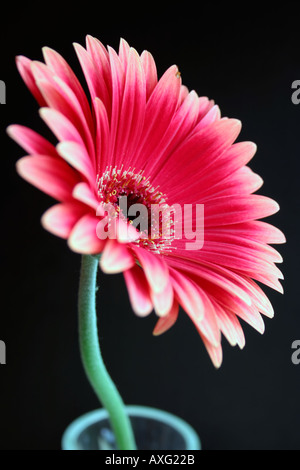 Red Daisy Gerbera set against a dark background Stock Photo