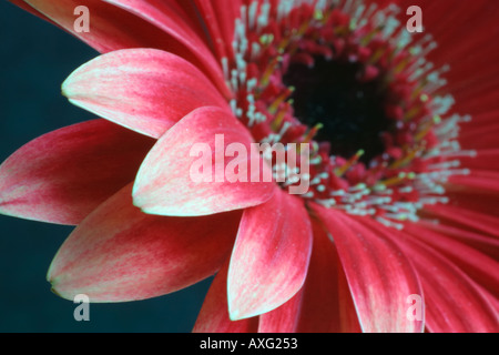 Red Daisy Gerbera set against a dark background Stock Photo