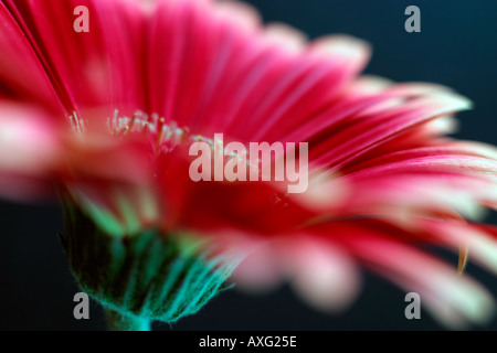 Red Daisy Gerbera set against a dark background Stock Photo