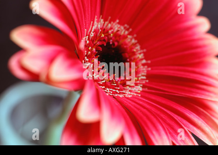 Red Daisy Gerbera set against a dark background Stock Photo