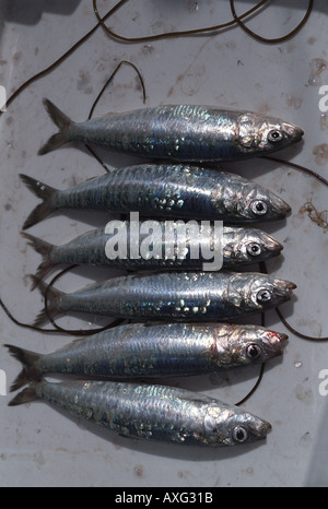 Fresh sardines having just been caught onboard a boat off the coast of Newlyn Penzance Cornwall UK Stock Photo