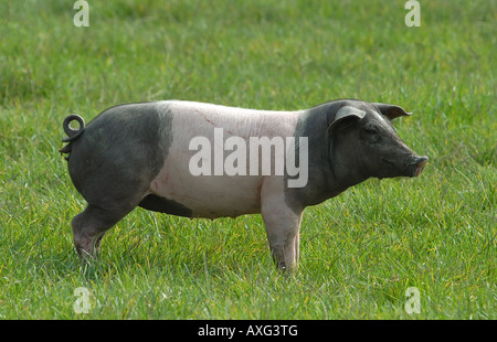 Swabian-Hall swine. Juvenile sow standing in grass Germany Stock Photo