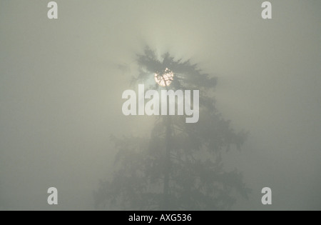 Early morning mist Stock Photo