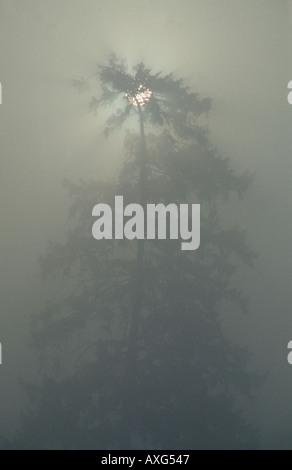 Early morning mist Stock Photo