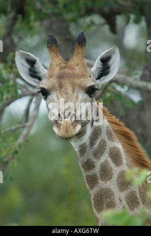 A front-on portrait view of a young giraffe in the African bush Stock Photo
