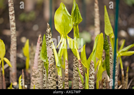 Stink Lily plant Stock Photo