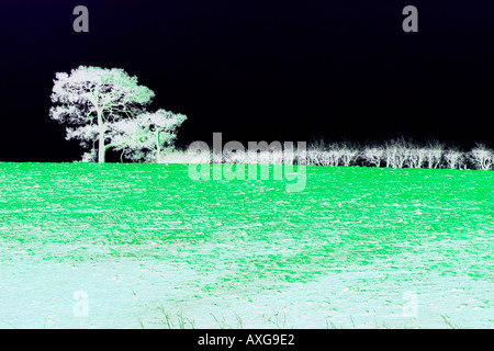 Abstract tree and hedge on skyline with psychedelic saturated colours Stock Photo
