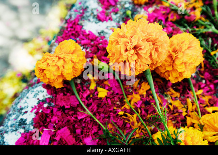 Close-up of Flowers and Dyed Wood Shavings on Grave, San Miguel de Allende, Mexico Stock Photo