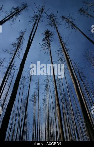 Burnt narrow trees rise up to the sky caused by the fire in Kelowna BC Canada. Stock Photo