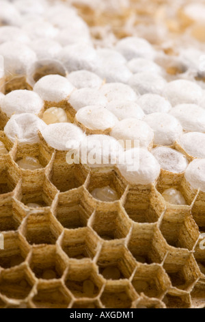 inner hexagon honeycomb layer of wasp nest showing larva and eggs Stock Photo