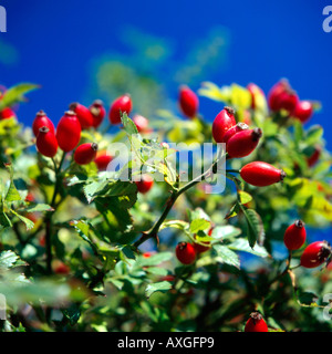 Rosehips in a hedgerow Norfolk UK Stock Photo