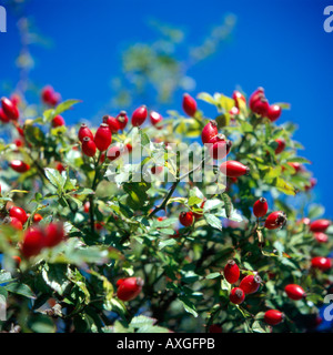 Rosehips in a hedgerow Norfolk UK Stock Photo