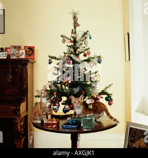 Two mischievous kittens under the Christmas Tree Stock Photo
