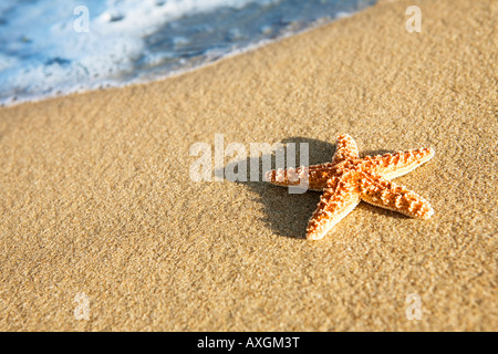 Starfish on Beach Stock Photo