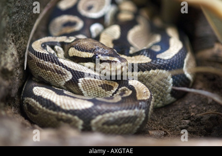 royal python Stock Photo